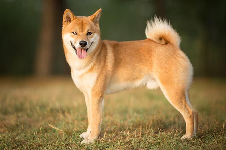 Shiba Inu dog